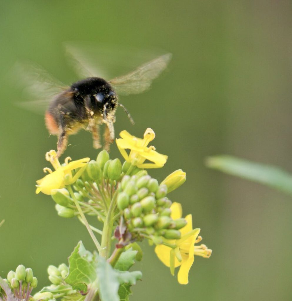 Bee Macro